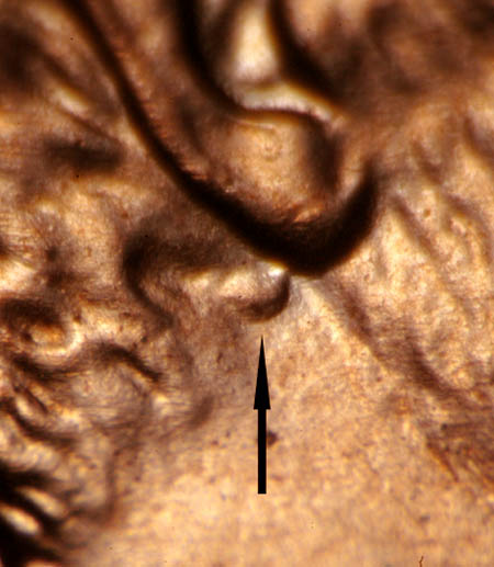 2006-Doubled-Ear-Lincoln-Memorial-Cent